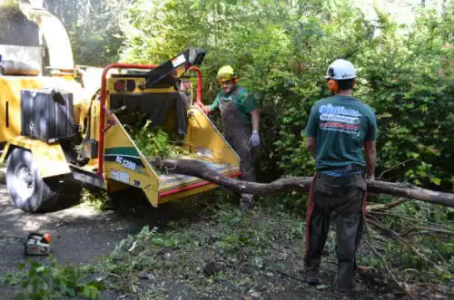 tree services Vine Hill